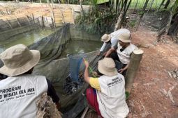 Pertamina kelola sampah di Kota Jambi jadi maggot pakan ternak