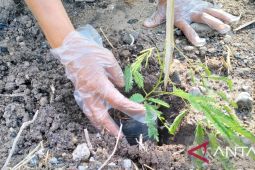 Sumbar targetkan penanaman 20 juta bibit kaliandra merah selama lima tahun ke depan