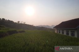 Kuningan catat produksi beras surplus 97.233 ton