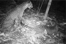 Ikhtiar menyelamatkan macan tutul jawa di Pegunungan Muria dengan hutan konservasi
