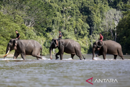 BKSDA catat konflik satwa lindung di Aceh capai 787 kali dalam lima tahun terakhir
