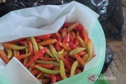 Harga cabai rawit di Gorontalo tembus Rp100 ribu
