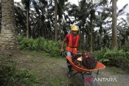 Kementan latih SDM olah kelapa sawit secara berkelanjutan