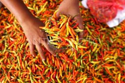 Kenaikan harga cabai rawit dorong inflasi 0,40 persen di Kota Malang
