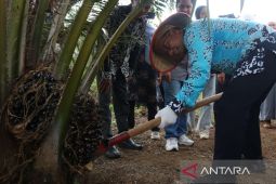 Pemkab Bangka Tengah dapatkan rekomtek 658,7 Ha program peremajaan sawit