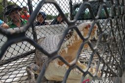 Buaya diduga memangsa seorang warga masuk perangkap yang dipasang BKSDA di Aceh Jaya