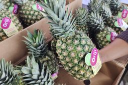 Nanas Lampung yang kian melambung di mancanegara