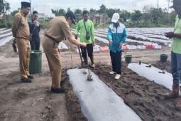 Distan Kobar lakukan upaya pengendalian inflasi melalui gerakan tanam cabai