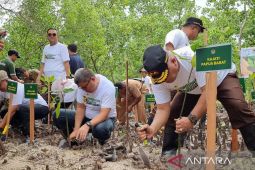 Kejati Papua Barat gandeng UPT KLHK tanam 650 bibit mangrove di Manokwari