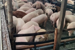 Kebutuhan babi untuk Natal dan Tahun Baru tercukupi