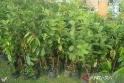 BPDAS-MB Samarinda distribusikan  5 juta bibit pohon