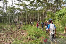 Komnas HAM temukan tiga pelanggaran dalam konflik manusia dan gajah