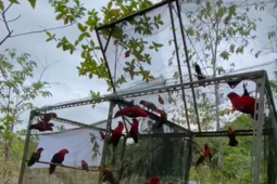 BKSDA Maluku lepaskan 28 ekor satwa liar yang dilindungi