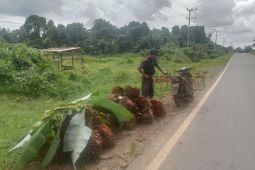 Harga sawit di Tanjabtim naik, tetapi hasil panen menurun