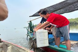 YBA dan Ecoton lepas ribuan di Kebun Raya Mangrove Surabaya