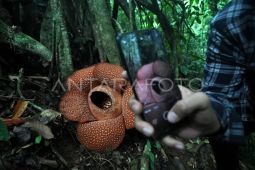 Bunga Rafflesia mekar di Kepahiang