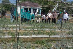 Petani Tabalong kembangkan bawang merah varietas Maserati