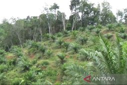 TPHP Bengkulu dorong petani laporkan kebun sawit tidak produktif