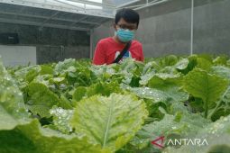 14,84 persen petani di Cirebon merupakan generasi milenial