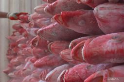 Indonesia aims to boost red snapper exports to US market: attach