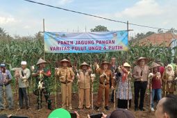 Panen raya jagung komposit di Serang penuhi kebutuhan lokal