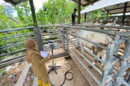 Pemkot Cirebon gencarkan program Posyandu Sapi cegah virus PMK dan LSD
