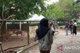 Jelang libur akhir tahun, Taman Rimba Jambi berbenah