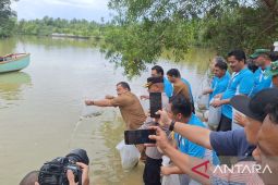 SBA tanam mangrove dan lepas 2.000 bibit kakap putih