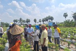 IPB: Kenaikan harga cabai di pasar momentum petani tingkatkan produksi