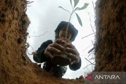 Perhutani dan Pemkab Karawang hijaukan pegunungan Sanggabuana