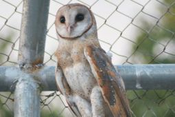 Petani di Bekasi gunakan burung hantu basmi tikus