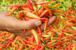 Pemkab Lumajang percepat tanam untuk tekan kenaikan harga cabai