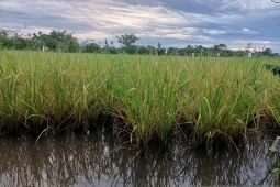 Petani di Aceh Jaya terancam gagal panen akibat luapan sungai