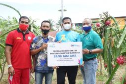 Menyambung harapan lewat budi daya buah naga merah