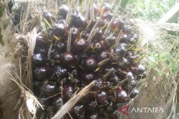 Harga TBS Kaltim periode 1-15 Desember  Rp2.255,19 per kg