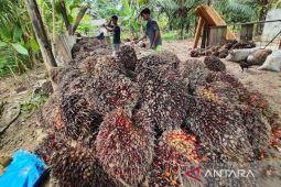 Satgas PUPL siap bantu petani wujudkan program sawit keberlanjutan