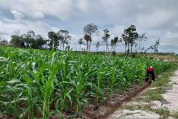 Ilmuwan Indonesia definisikan ulang tanah dan ilmu tanah