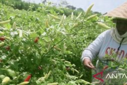 Lahan seluas 54,5 hektare di Purwakarta ditanami cabai