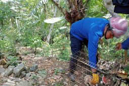 Damkar Trenggalek evakuasi kukang jawa masuk pemukiman warga