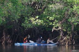 Ministry stresses swift mangrove rehabilitation action in Indonesia