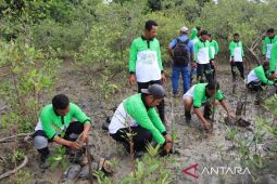 Jaga Ekosistem Pesisir dan Cegah Abrasi, PT Timah Tbk Tanam 12.000 Mangrove di Pesisir Pantai di Kundur