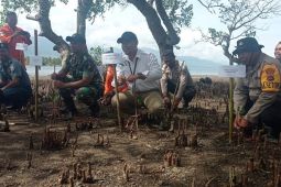 Pelindo Maumere tanam 5.000 bibit mangrove cegah abrasi pantai