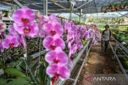 Budidaya anggrek di Sumedang