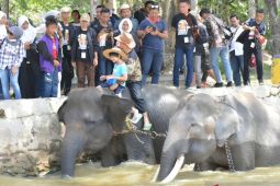 Wisata gajah Way Kambas  dibuka kembali mulai hari ini