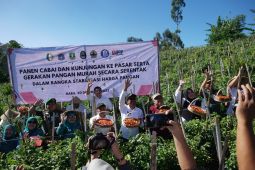 Panen raya cabai di Garut bisa turunkan harga di pasaran