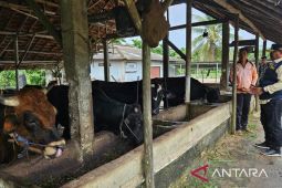 Pj Gubernur Babel kunjungi peternakan sapi pastikan stok daging