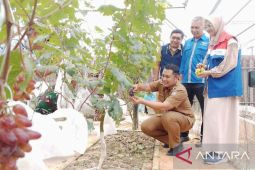 Tanam anggur di lahan sempit, cakeepp..
