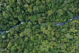 NTT Group dan ClimateForce membuat hutan hujan cerdas pertama di dunia