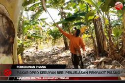 Bakteri yang menyerang tanaman pisang di Seruyan