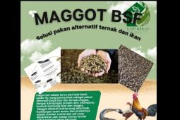 Bangka Selatan kembangkan maggot jadi pakan unggas